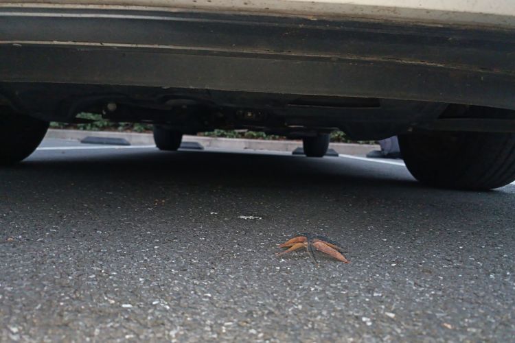 大众 Polo 2016款 1.6L 自动舒适型局部细节9008