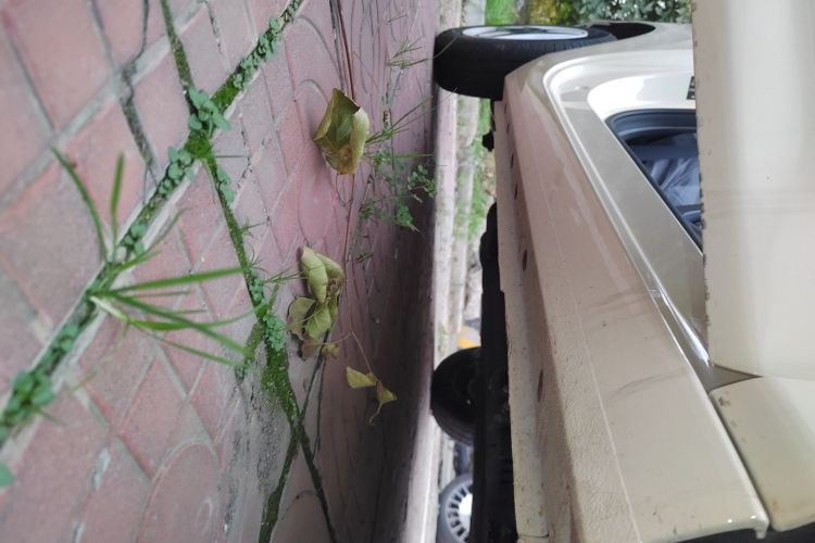 吉利银河 熊猫 2025款 210km 元气熊局部细节9001