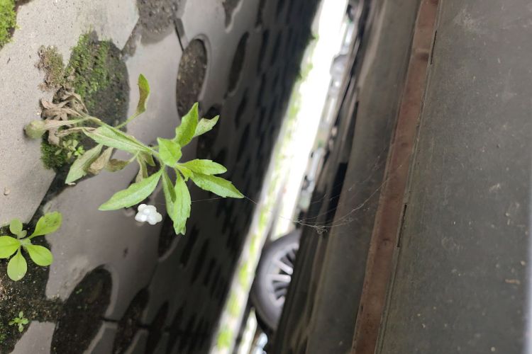 马自达CX-4 2016款 2.0L 自动两驱蓝天活力版局部细节9003