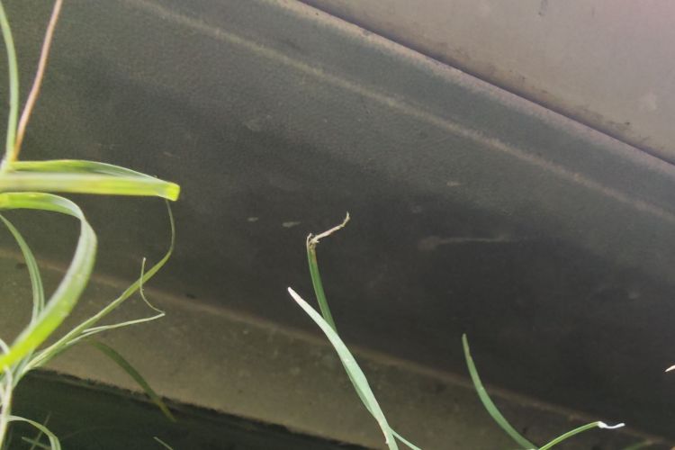 大众 高尔夫 2016款 1.6L 自动舒适型局部细节9008